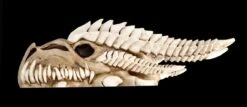 Wandrelief - Drachen Totenkopf Kryss -Figurenmodell Geschäft ML6578 Drachen Totenkopf Wanddeko 1 1280x1280