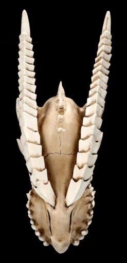 Wandrelief - Drachen Totenkopf Kryss -Figurenmodell Geschäft ML6578 Drachen Totenkopf Wanddeko 2 1280x1280