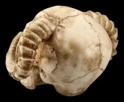 Totenkopf - Gehörnter Teufel -Figurenmodell Geschäft ML8756 Totenkopf Gehoernter Teufel 5 1280x1280