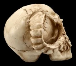 Totenkopf - Gehörnter Teufel -Figurenmodell Geschäft ML8756 Totenkopf Gehoernter Teufel 8 1280x1280