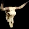 Longhorn Rinderschädel 1 Longhorn Rinderschädel -Figurenmodell Geschäft Rinder Totenkopf Wanddeko 1280x1280