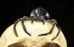 Spardose - Totenkopf Mit Spinne -Figurenmodell Geschäft Spardose Totenkopf Spinne 8 1280x1280