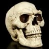Totenkopf Für Den Garten -Figurenmodell Geschäft Totenkopf Fuer Den Garten 1280x1280