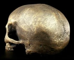 Totenkopf Ohne Unterkiefer - Antik Goldfarben -Figurenmodell Geschäft Totenkopf Ohne Unterkiefer Antik 4 1280x1280