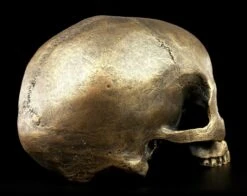 Totenkopf Ohne Unterkiefer - Antik Goldfarben -Figurenmodell Geschäft Totenkopf Ohne Unterkiefer Antik 6 1280x1280