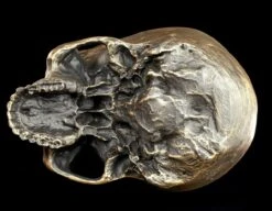 Totenkopf Ohne Unterkiefer - Antik Goldfarben -Figurenmodell Geschäft Totenkopf Ohne Unterkiefer Antik 8 1280x1280