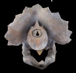 Wandrelief - Dinosaurier Kopf - Triceratops -Figurenmodell Geschäft Wandrelief Dinosaurier Kopf 2 1280x1280