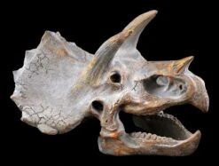 Wandrelief - Dinosaurier Kopf - Triceratops -Figurenmodell Geschäft Wandrelief Dinosaurier Kopf 3 1280x1280