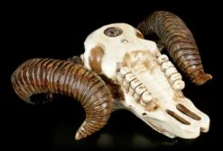 Wandrelief - Widder Totenkopf -Figurenmodell Geschäft Wandrelief Widder Totenkopf 3 1280x1280