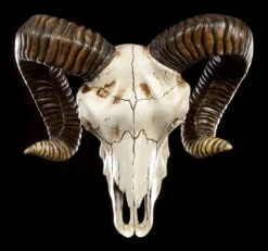 Wandrelief - Widder Totenkopf