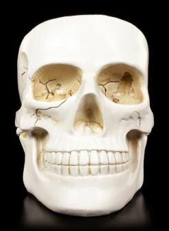 Weiße Totenkopf Schale -Figurenmodell Geschäft Weisse Totenkopf Schale 2 1280x1280